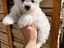 Immagine 1