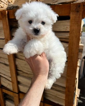 Cucciolo di Maltipoo Toy (maschietto)