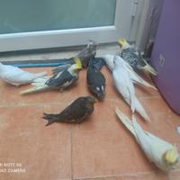 Pappagalli docili e coppie riproduttive