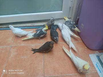 Pappagalli docili e coppie riproduttive