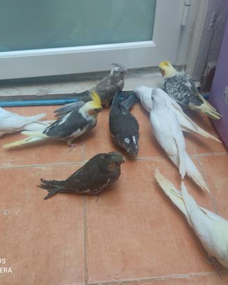 Pappagalli docili e coppie riproduttive