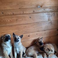 Cuccioli di Shiba Inu