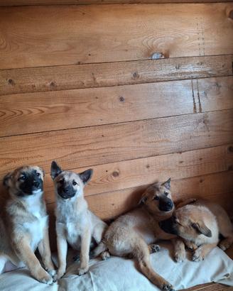 Cuccioli di Shiba Inu