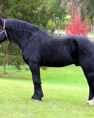 Animali
