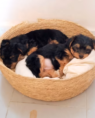 Ultimi cuccioli di Yorkshire