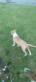 Cucciole Amstaff