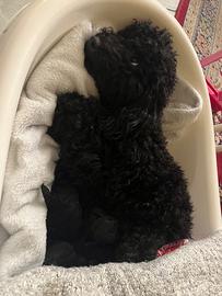 Cuccioli barboncino Toy