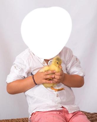 Oca tolosa