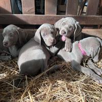 Cuccioli di weimaraner con pedigree