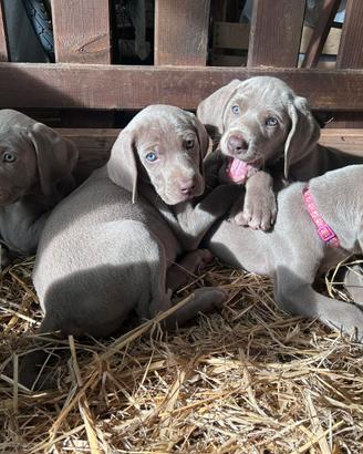 Cuccioli di weimaraner con pedigree