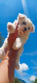 Bichon maltese