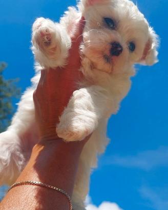 Bichon maltese