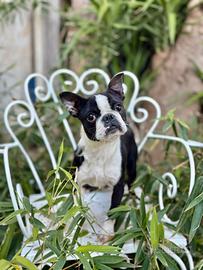 Boston Terrier