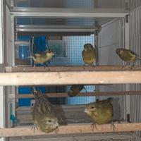 Spagnoletti 2025 e bengalini