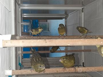 Spagnoletti 2025 e bengalini