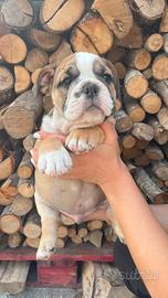 Bulldog inglese: in consegna dal 1 ottobre