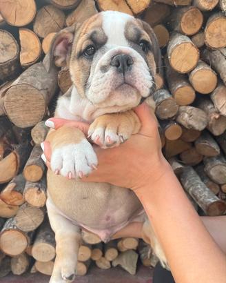 Bulldog inglese: in consegna dal 1 ottobre