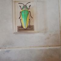 scarabeo gioiello gigante