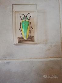 scarabeo gioiello gigante