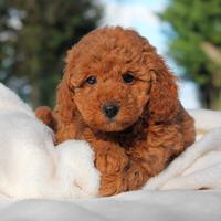 Cucciolina di Barboncino