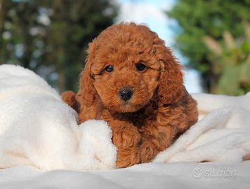 Cucciolina di Barboncino