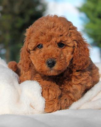 Cucciolina di Barboncino