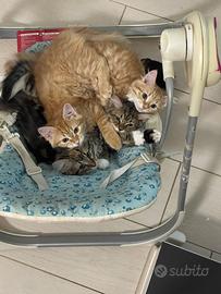 Gatto siberiano
