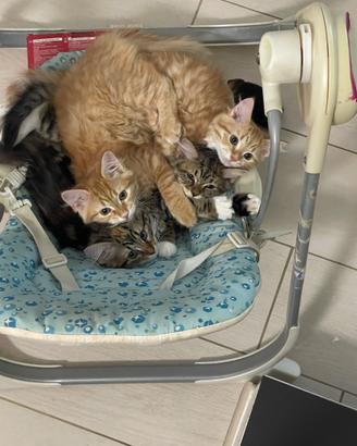 Gatto siberiano