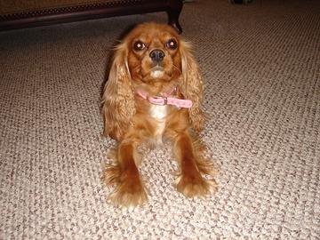 Cavalier King Charles spaniel