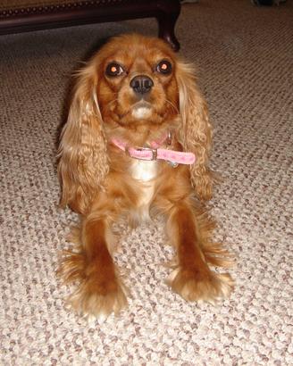 Cavalier King Charles spaniel