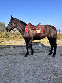 Puledra