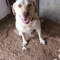 Labrador 5 anni Femmina