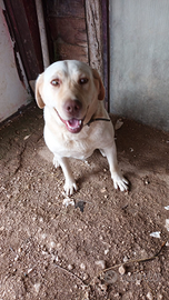 Labrador 5 anni Femmina