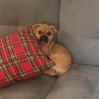 Ibrido chihuahua - carlino MASCHIO