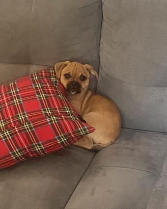 Ibrido chihuahua - carlino MASCHIO
