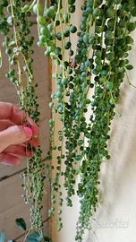Curio rowleyanus o senecio a collana del rosario
