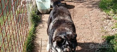 Cagnolona di un anno