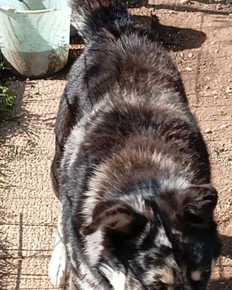 Cagnolona di un anno