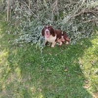 Springer spaniel per monta