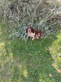 Springer spaniel per monta