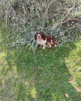 Springer spaniel per monta