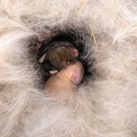 Cuccioli di Coniglio Ariete nati il 4 marzo