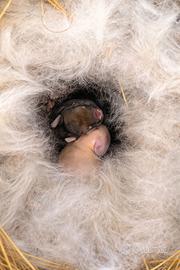 Cuccioli di Coniglio Ariete nati il 4 marzo