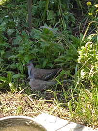 Tortore ciuffate australiane
