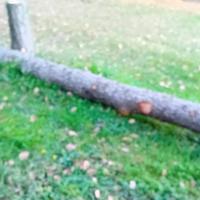 tronchi di cedrus atlantica