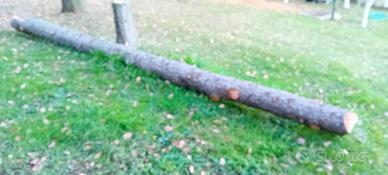 tronchi di cedrus atlantica