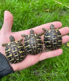 Tartarughe di terra