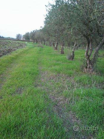 Terreno agricolo