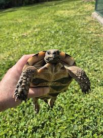 Coppia tartaruga marginata