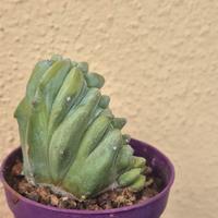 cactus pianta grassa 